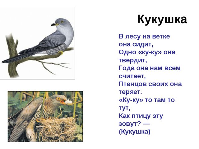 Зимующие и перелётные птицы. Развитие речи