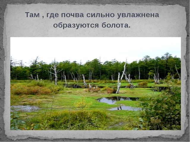 Болота. Презентация