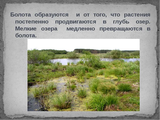 Болота. Презентация