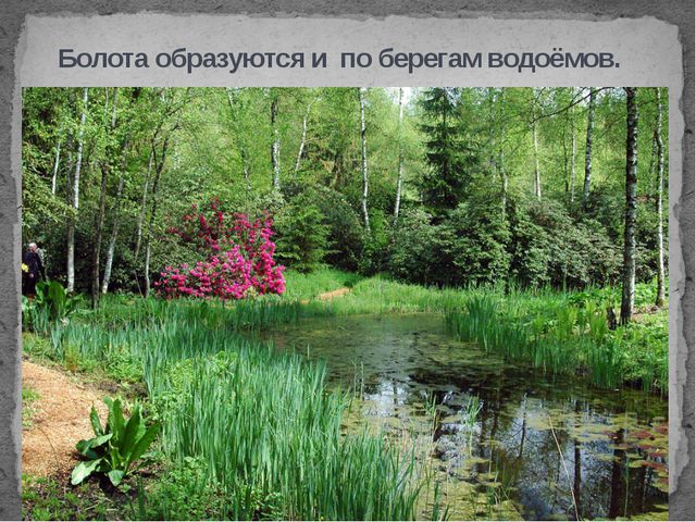 Болота. Презентация