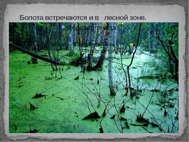 Болота. Презентация