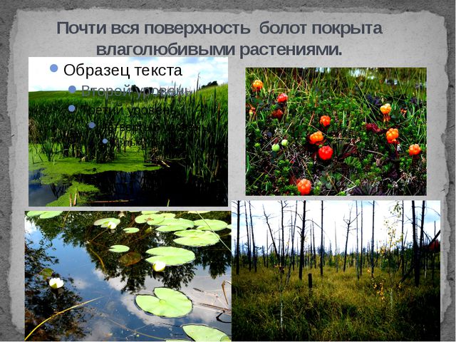Болота. Презентация