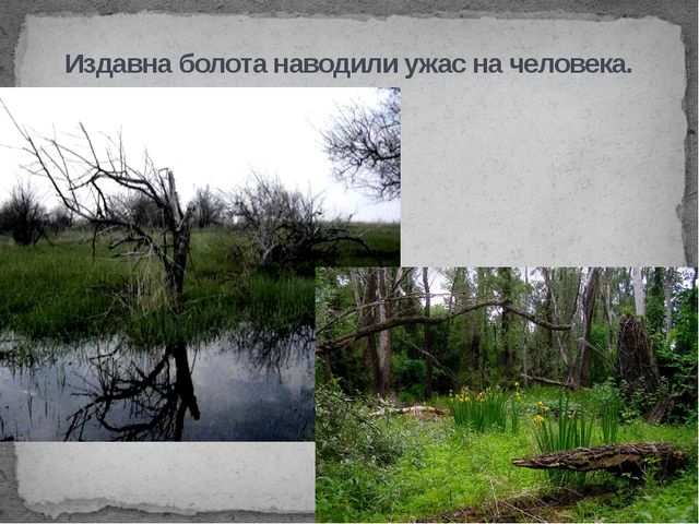 Болота. Презентация
