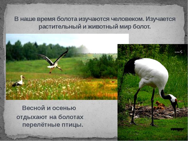 Болота. Презентация