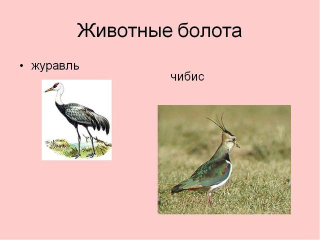 Болота. Презентация