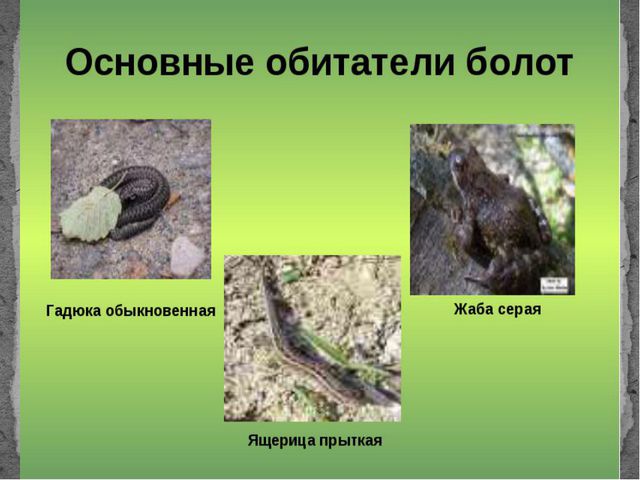 Болота. Презентация