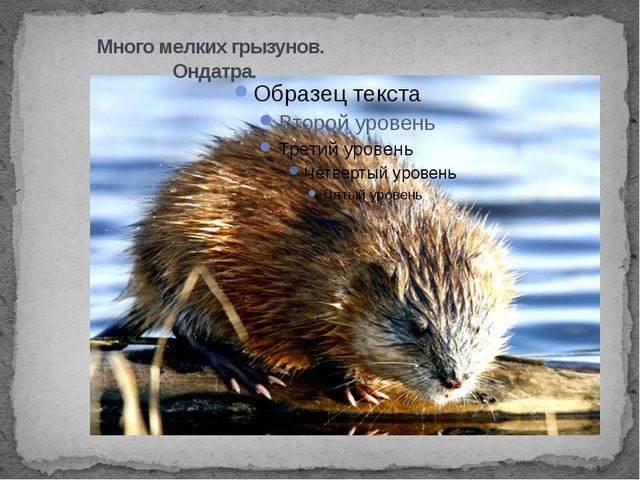 Болота. Презентация