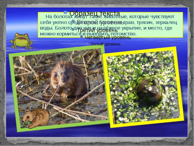 Болота. Презентация