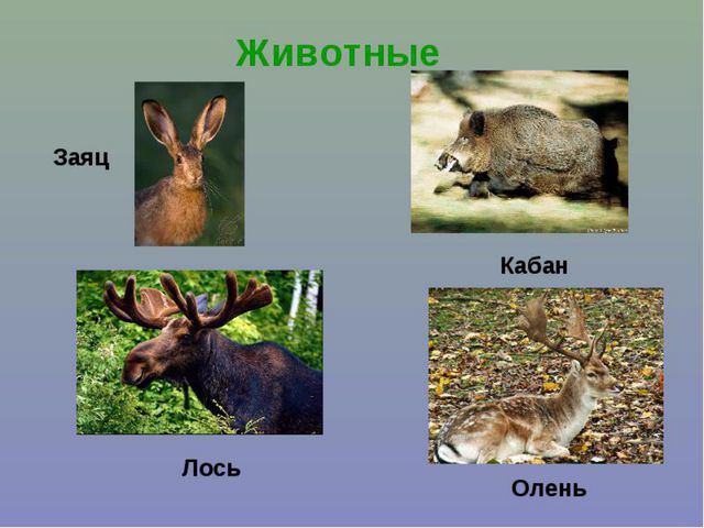 Болота. Презентация