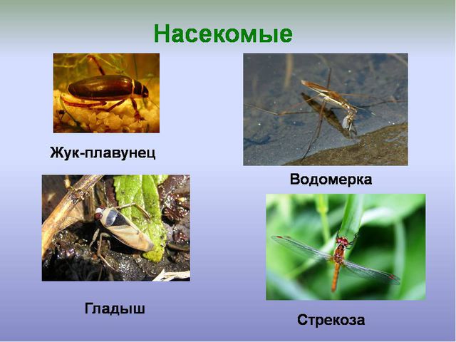 Болота. Презентация