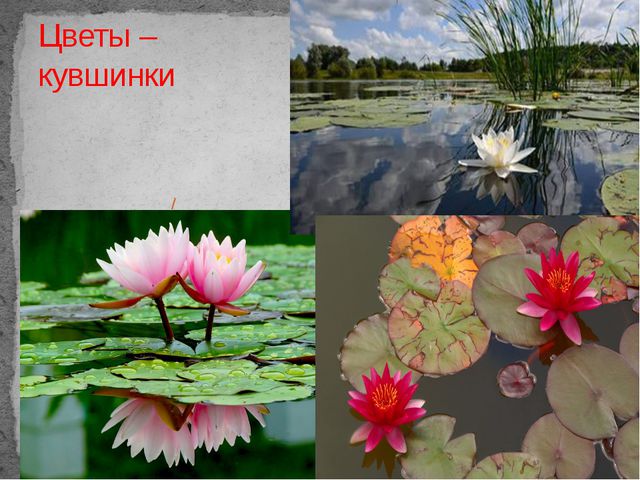 Болота. Презентация