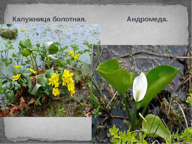 Болота. Презентация