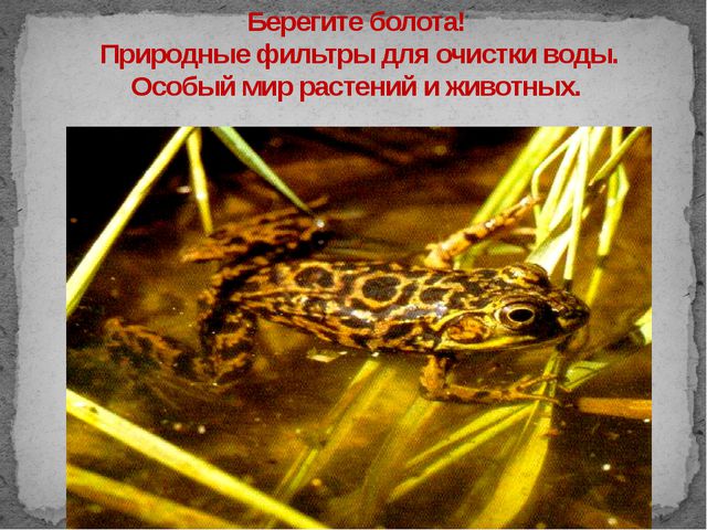 Болота. Презентация