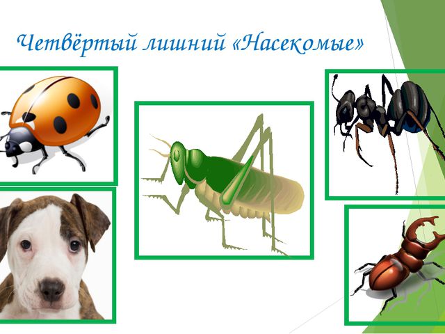 Пятый лишний. Дидактическая игра для старших дошкольников