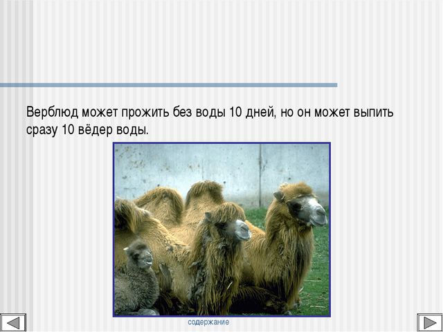 Мир вокруг нас