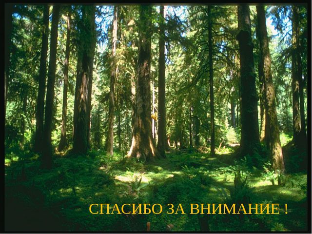 В стране геометрических фигур. Презентация по ФЭМП для предшкольных классов