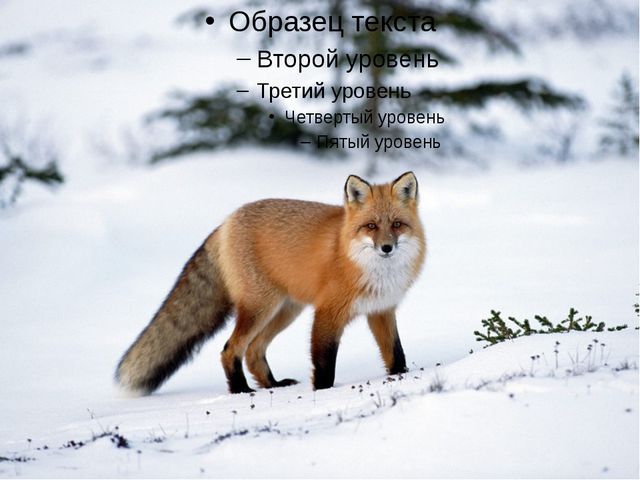 Лесная прогулка. Презентация для детей