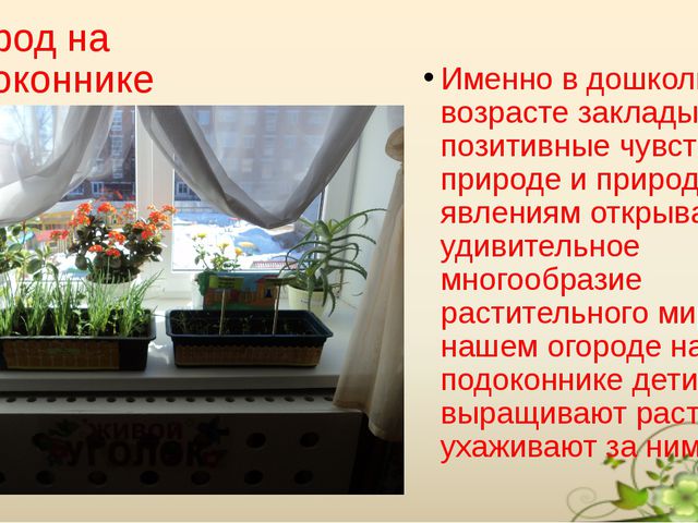 Презентация огорода на подоконнике в детском саду