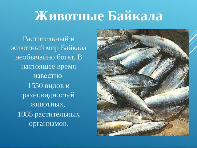Презентация для дошкольников. Озеро Байкал
