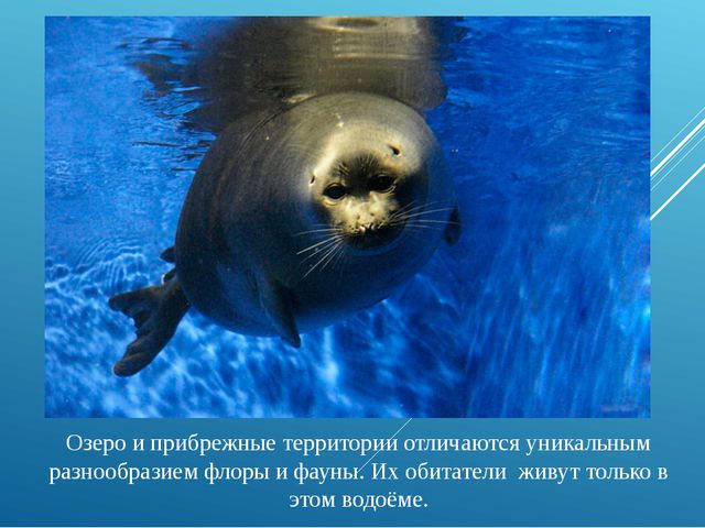 Презентация для дошкольников. Озеро Байкал