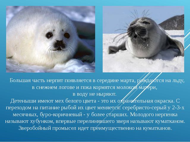Презентация для дошкольников. Озеро Байкал
