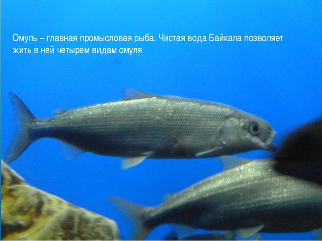 Презентация для дошкольников. Озеро Байкал