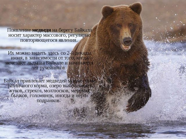 Презентация для дошкольников. Озеро Байкал