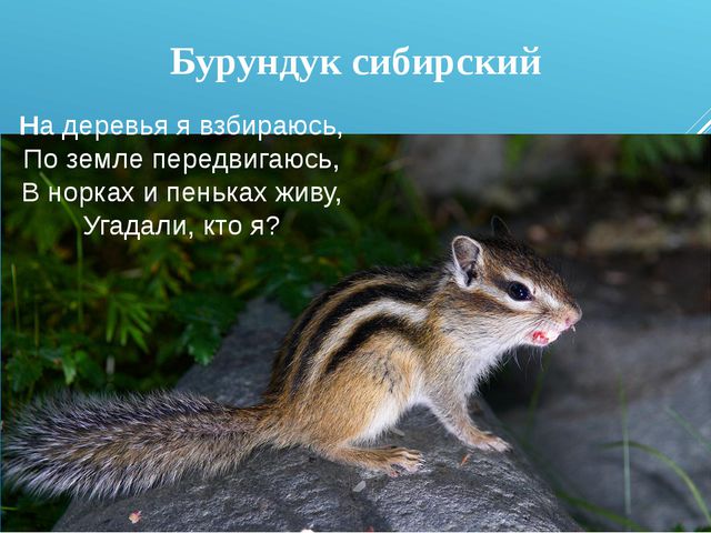 Презентация для дошкольников. Озеро Байкал