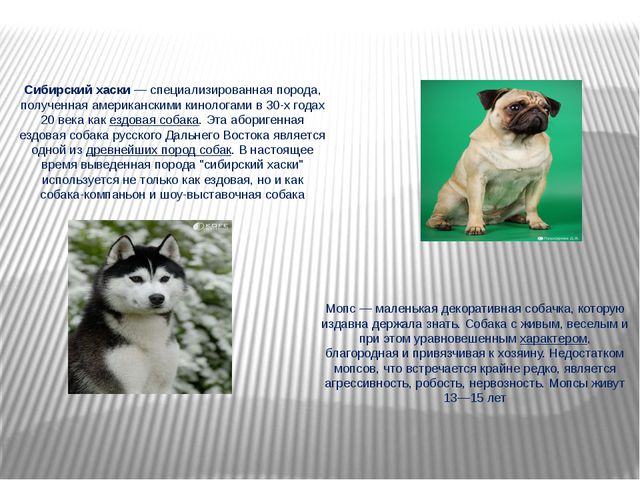 Наши верные друзья. Презентация для детей