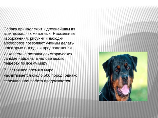 Наши верные друзья. Презентация для детей