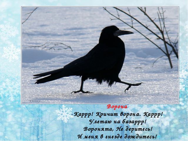 Зимующие птицы. Презентация по ознакомлению детей с окружающим миром