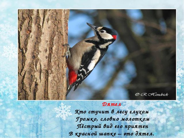 Зимующие птицы. Презентация по ознакомлению детей с окружающим миром