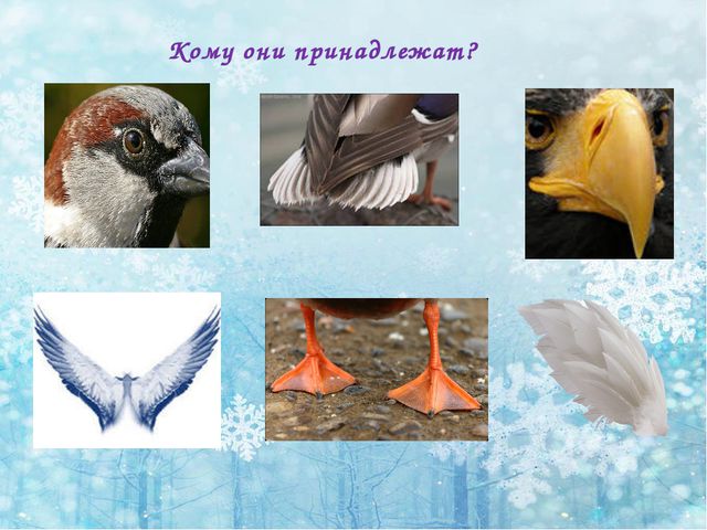 Зимующие птицы. Презентация по ознакомлению детей с окружающим миром