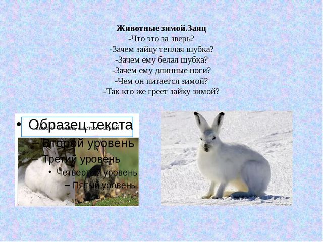 План текста белая шубка