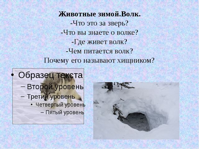 Дикие животные зимой. Презентация для детей