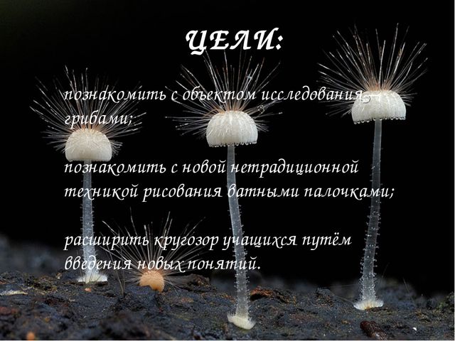 Презентация для детей. Грибное царство