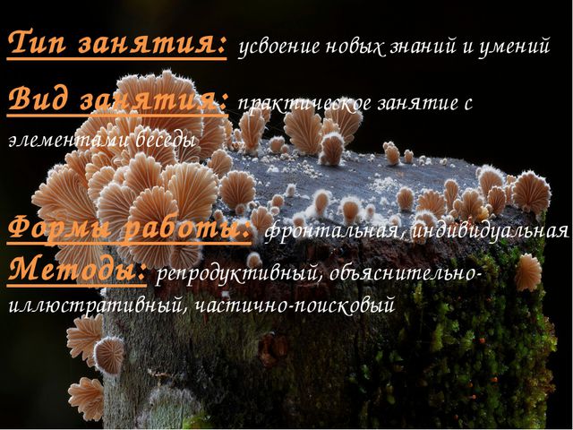 Презентация для детей. Грибное царство