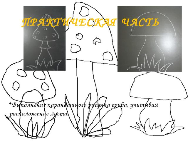 Презентация для детей. Грибное царство