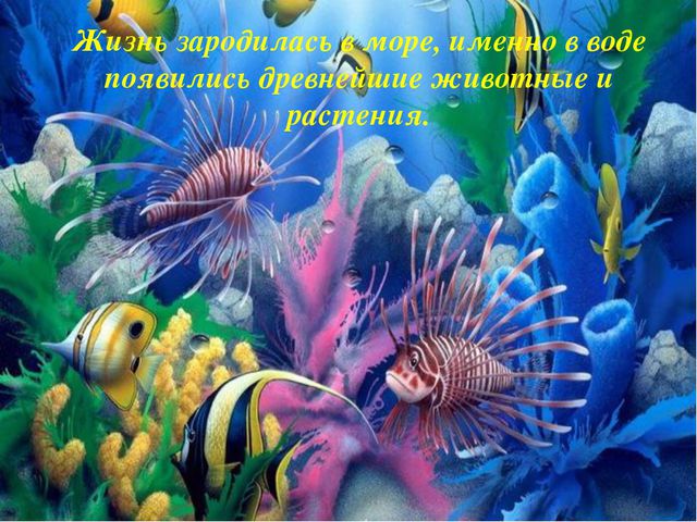 Презентация в средней группе. Морские обитатели