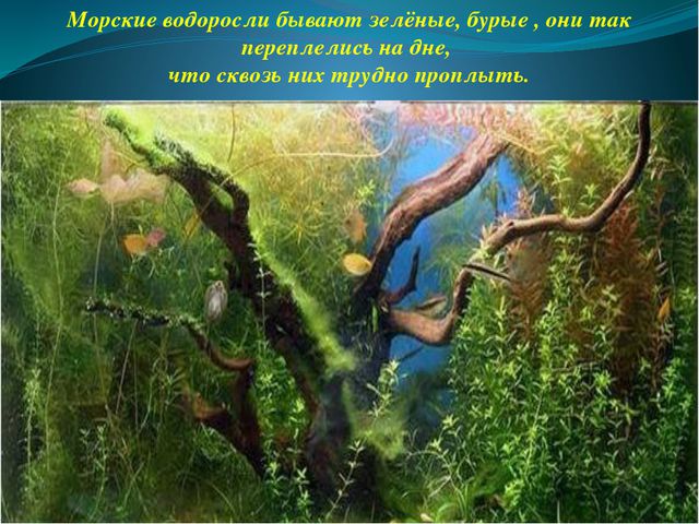 Презентация в средней группе. Морские обитатели