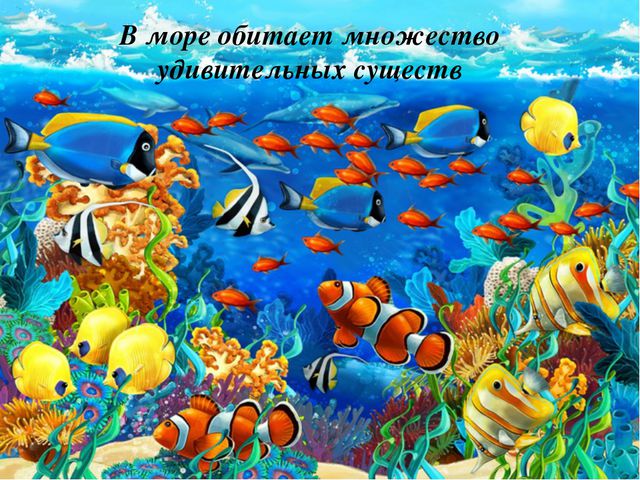 Презентация в средней группе. Морские обитатели