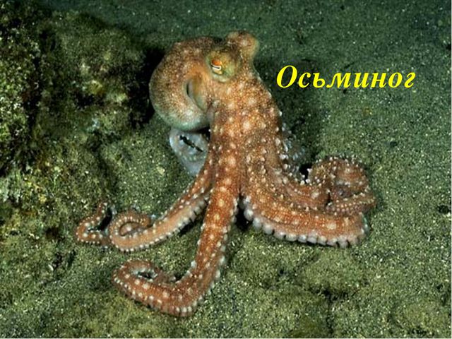 Презентация в средней группе. Морские обитатели