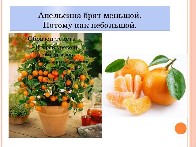 Фрукты. Презентация для детей