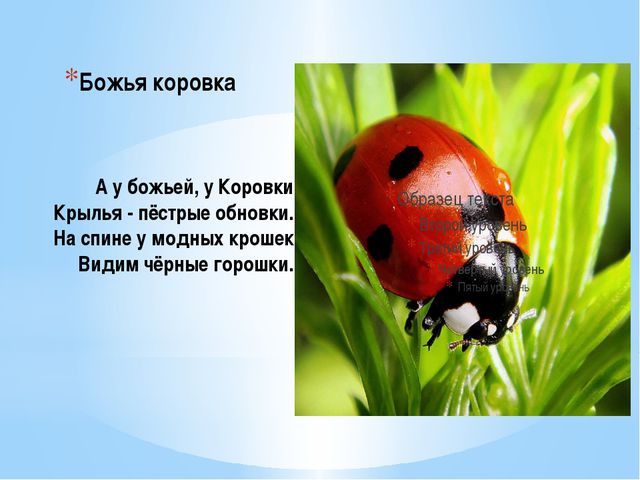 Стихи про насекомых