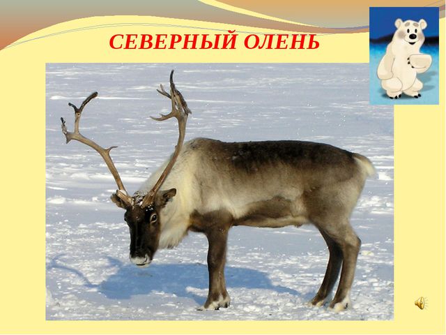 Презентация к открытому уроку. В гости к Умке