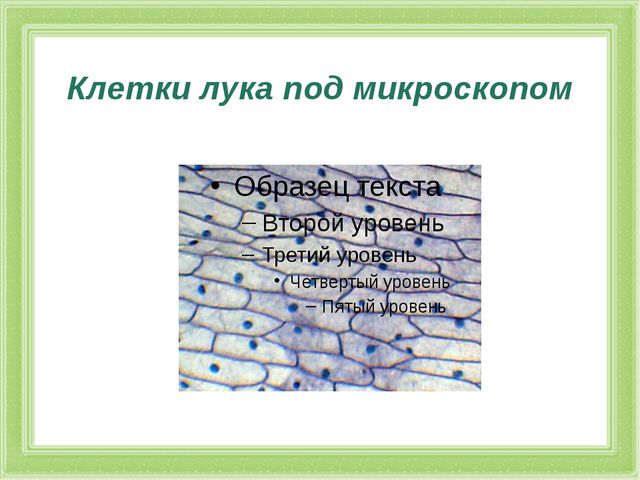 Презентация к проекту. Лук
