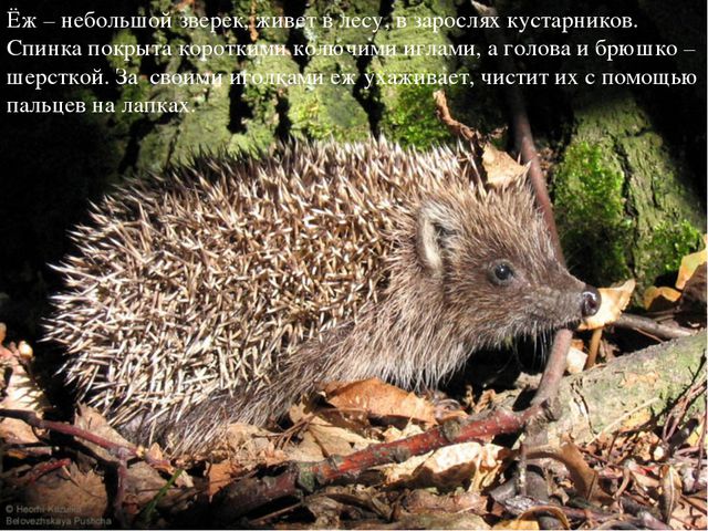 Ёжик. Презентация для детей дошкольного возраста
