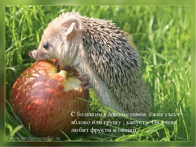 Ёжик. Презентация для детей дошкольного возраста