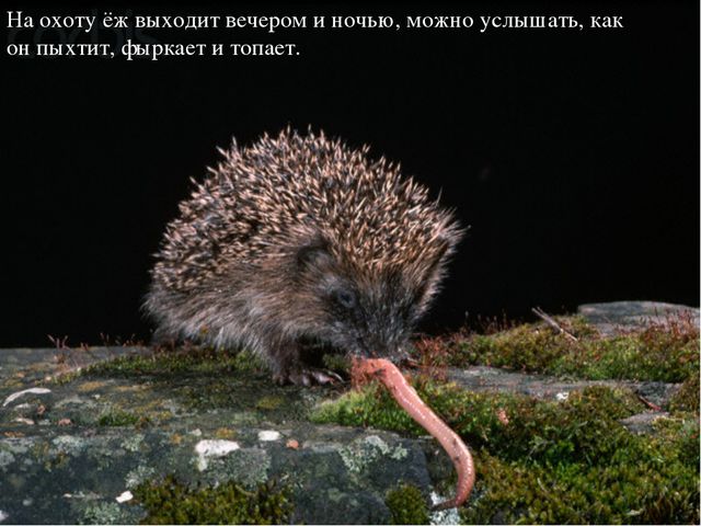 Ёжик. Презентация для детей дошкольного возраста