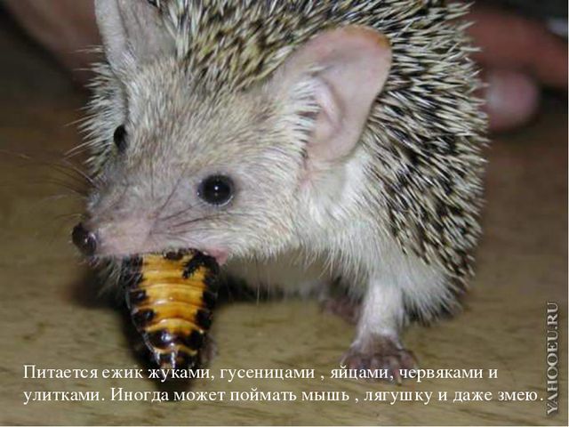 Ёжик. Презентация для детей дошкольного возраста